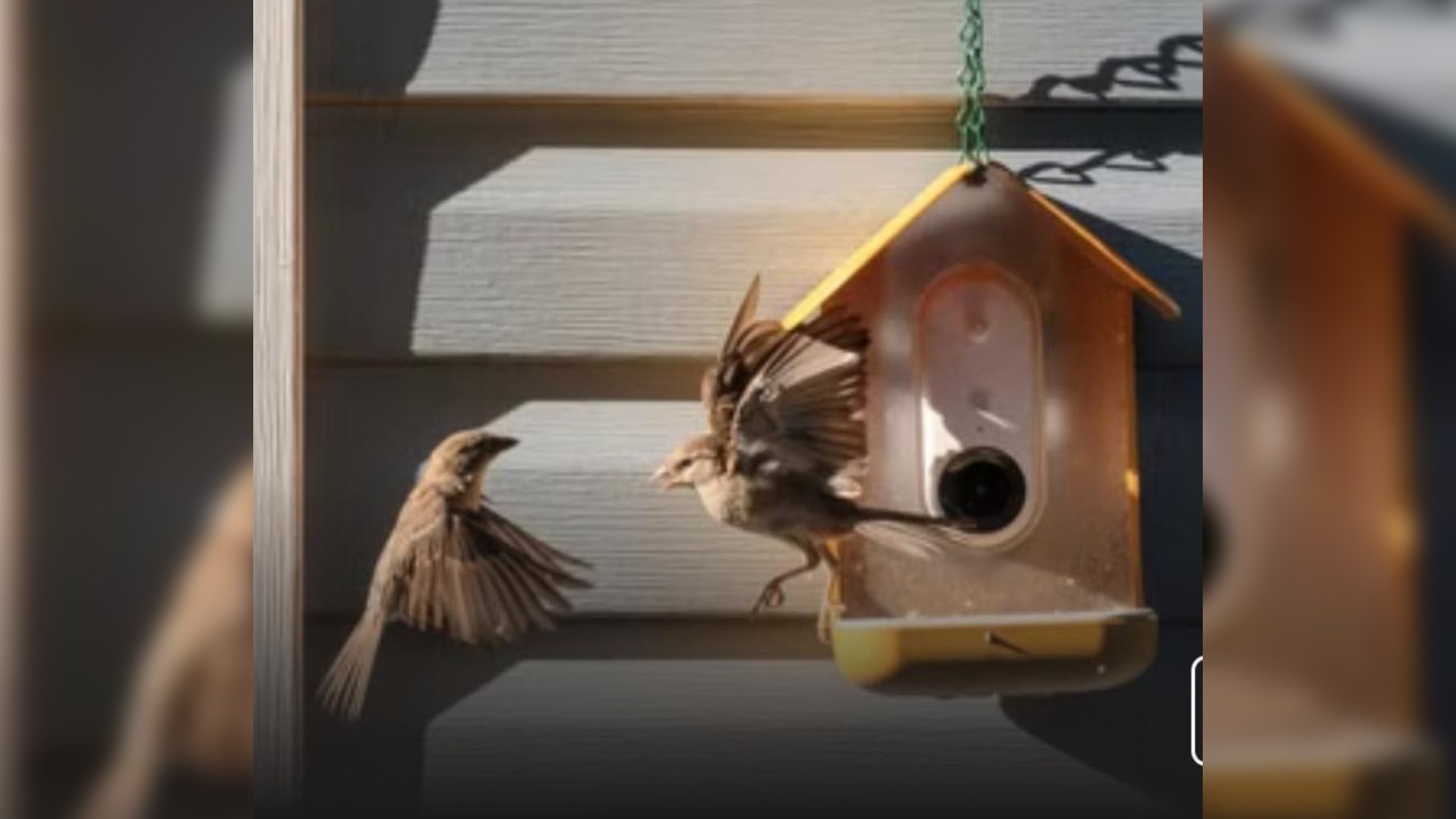 Feed the birds and take snapshots — automatically
