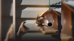 Feed the birds and take snapshots — automatically
