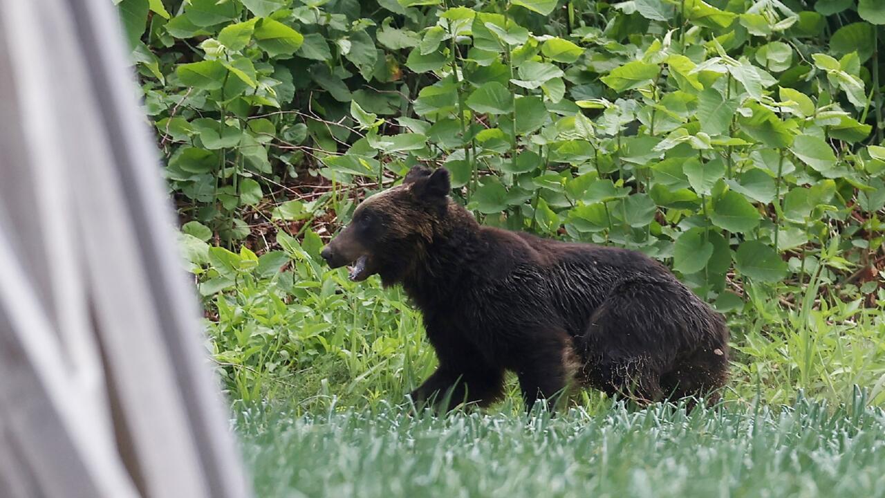 Urban bear shootings approved