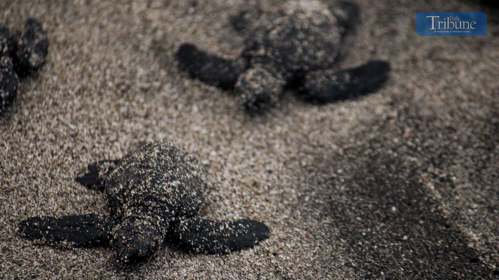 AboitizPower, partners release 336 Olive Ridley hatchlings in Morong, Bataan