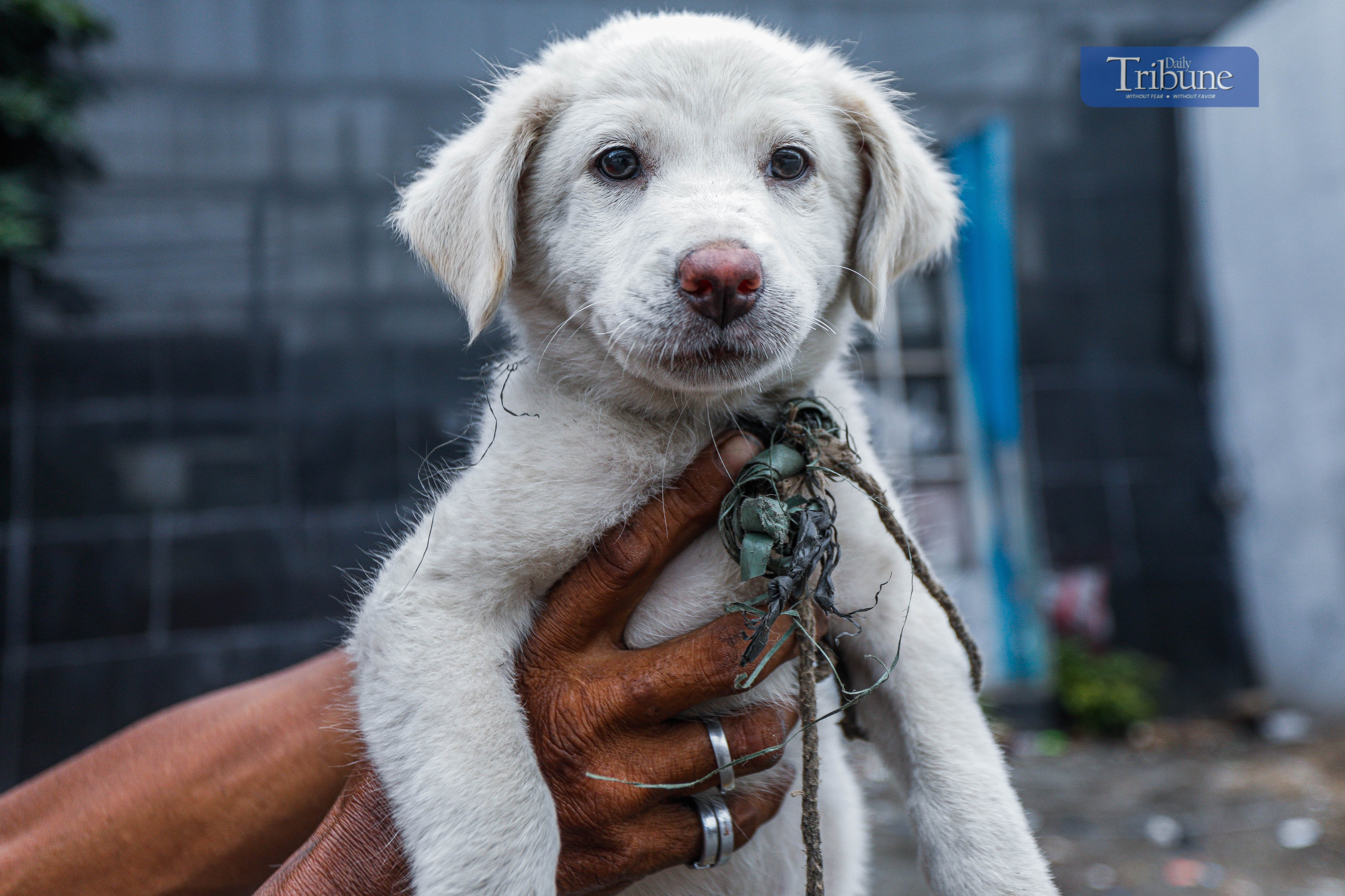 There’s no place like home for 'Whitey'