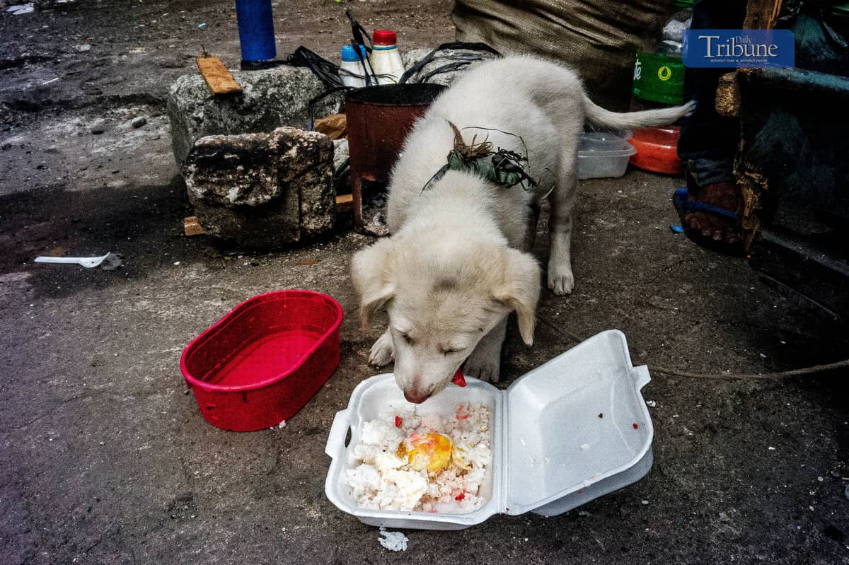 Dog eats first: Rolando provides food to Whitey.