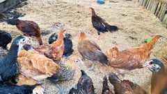 Native chickens, training on Love Month