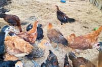 Native chickens, training on Love Month