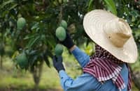 Imee bats for Mango Export Act