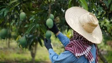 Imee bats for Mango Export Act