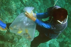 Russian scuba divers meet tragic end