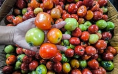 DA to help Ecija tomato farmers 