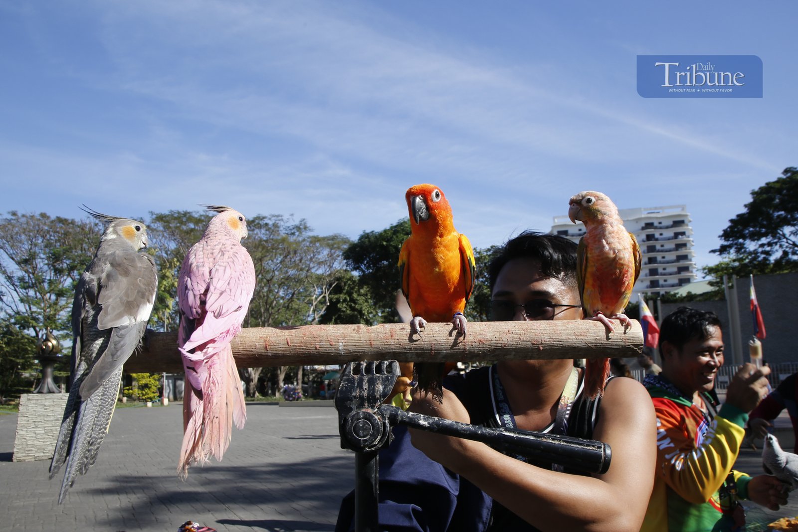 Bird keepers gather at the Pinaglabanan Memorial Shrine in San Juan City on Sunday, 2 March 2025, to train their colorful pets, including parrots, pigeons, and cockatiels. The trees around the shrine have become a perfect resting spot for these feathered friends.