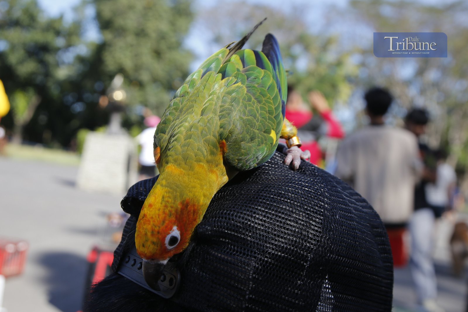 Bird keepers gather at the Pinaglabanan Memorial Shrine in San Juan City on Sunday, 2 March 2025, to train their colorful pets, including parrots, pigeons, and cockatiels. The trees around the shrine have become a perfect resting spot for these feathered friends.