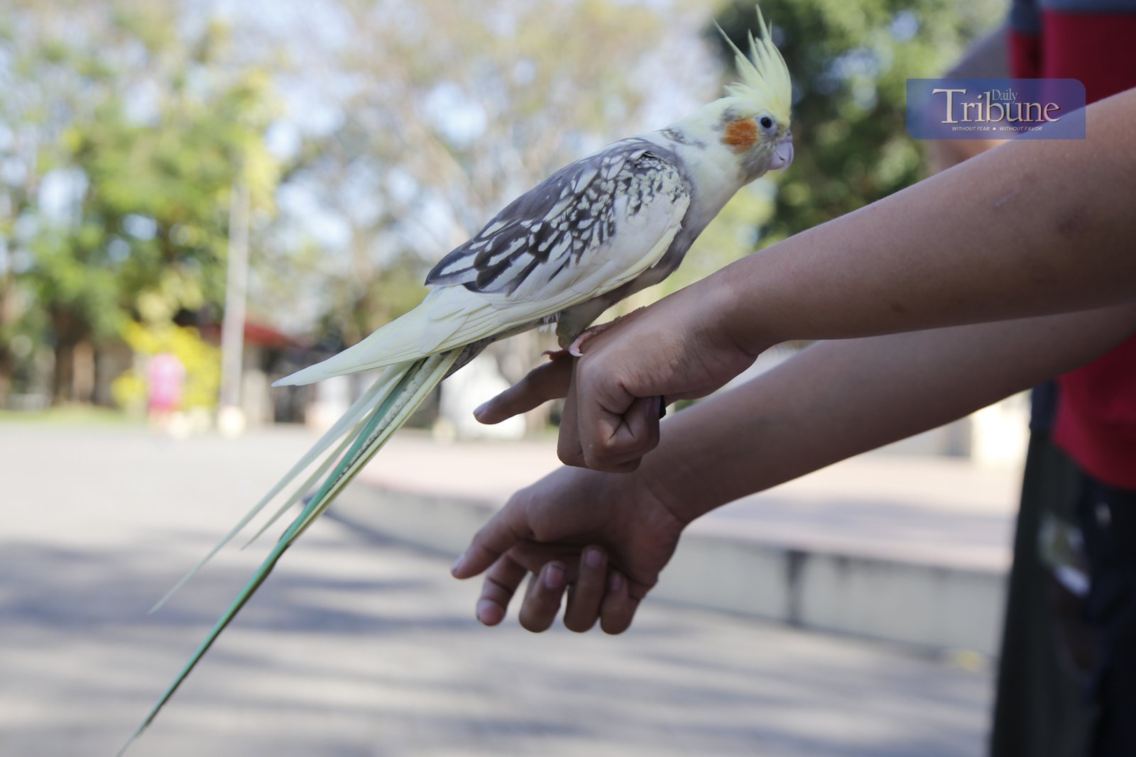 Bird keepers gather at the Pinaglabanan Memorial Shrine in San Juan City on Sunday, 2 March 2025, to train their colorful pets, including parrots, pigeons, and cockatiels. The trees around the shrine have become a perfect resting spot for these feathered friends.