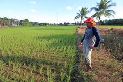 PhilRice hosts forum on methane reduction