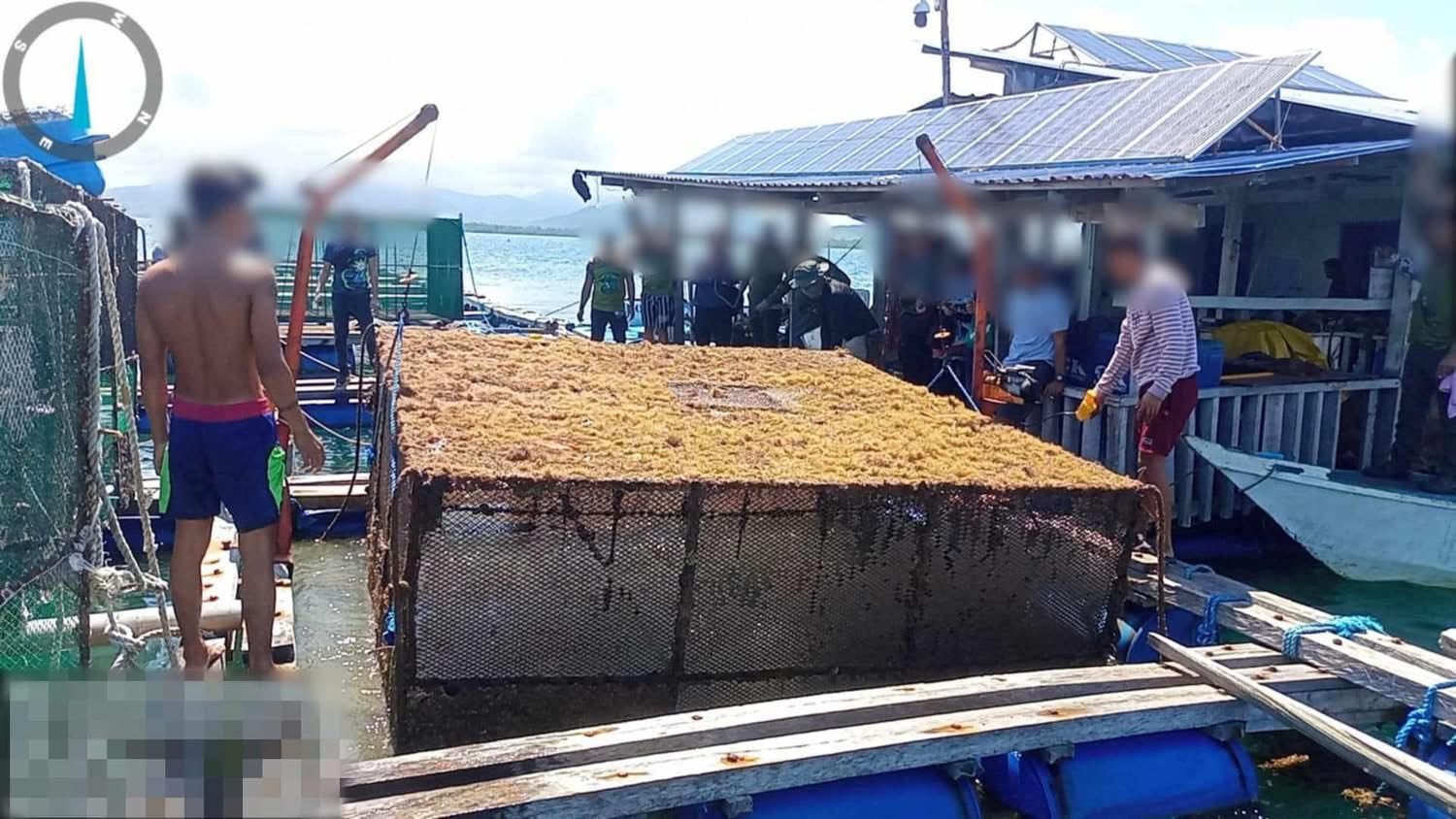 Chinese nat'l arrested over unlicensed lobster farm in Palawan

