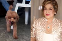 Annabelle Rama seeks help from neighbors to find missing dog, Mason