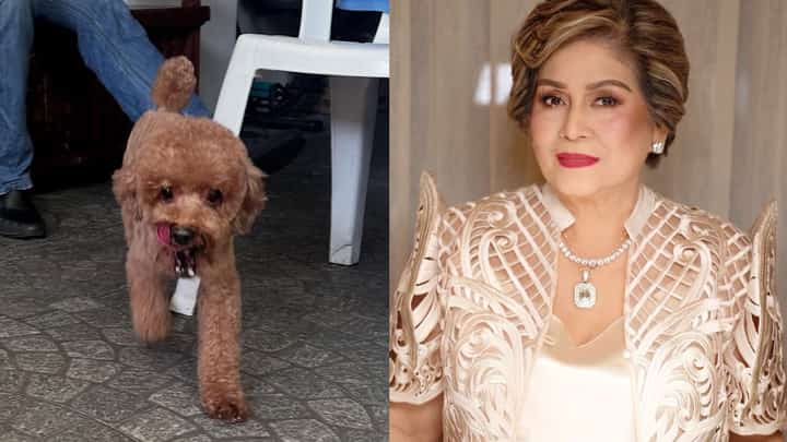 Annabelle Rama seeks help from neighbors to find missing dog, Mason