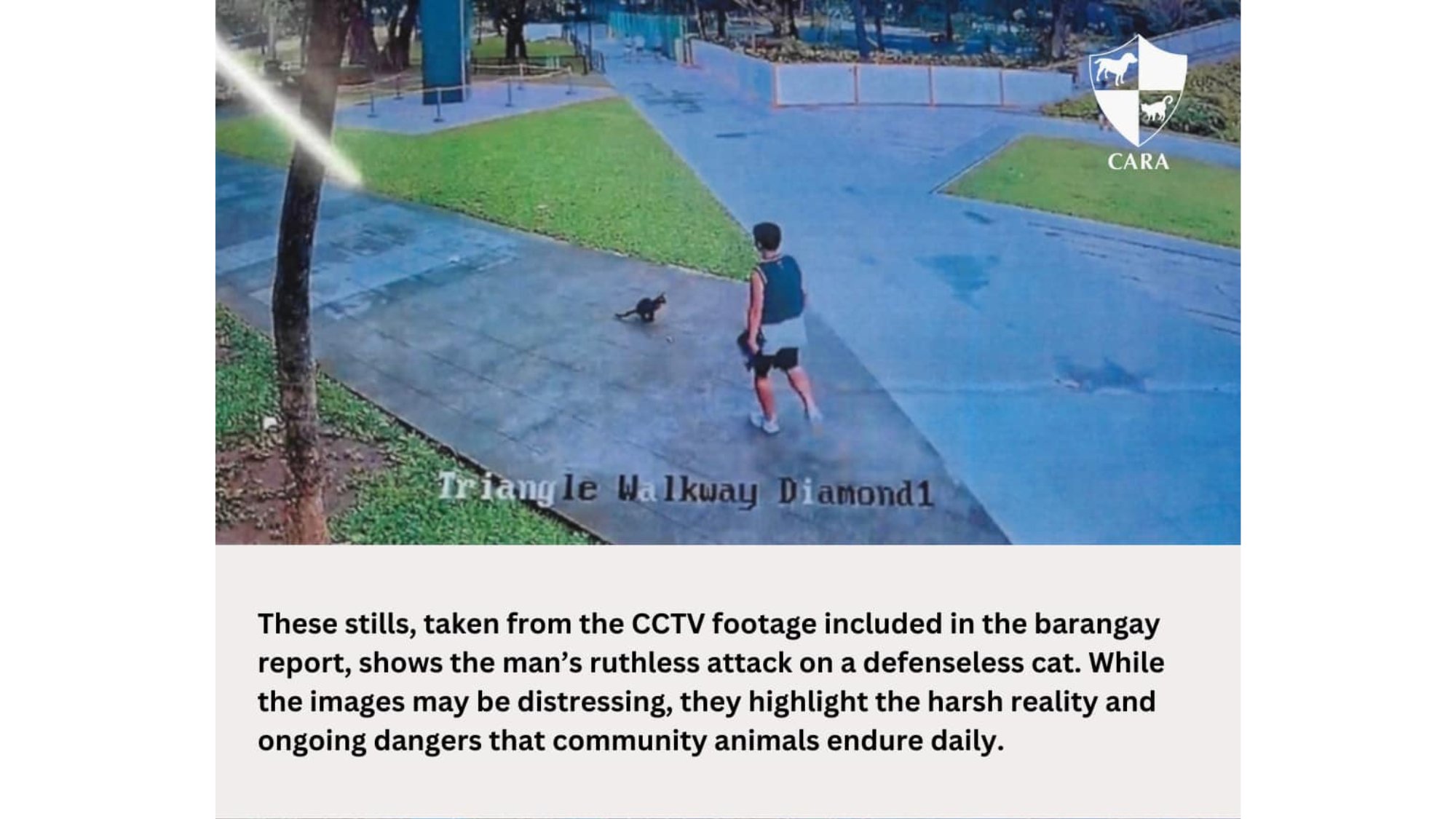 Justice for Ken: outrage as community cat dies after brutal attack