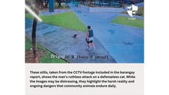 Justice for Ken: outrage as community cat dies after brutal attack