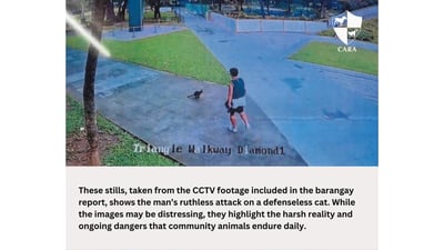 Justice for Ken: outrage as community cat dies after brutal attack