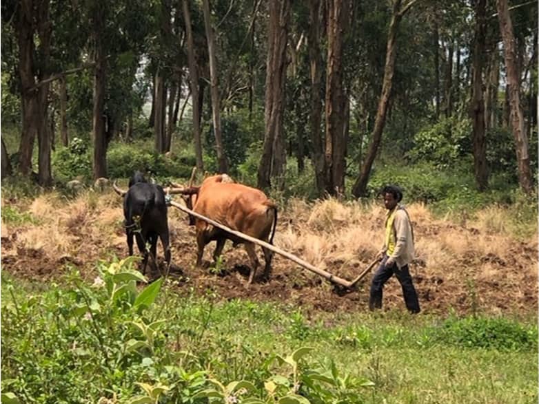 We plow the fields and scatter the good seed in the land.
