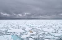 Polar Bears International photo of a polar bear in Svalbard, Norway, in 2018