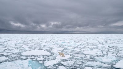World’s sea ice cover hits record low in February