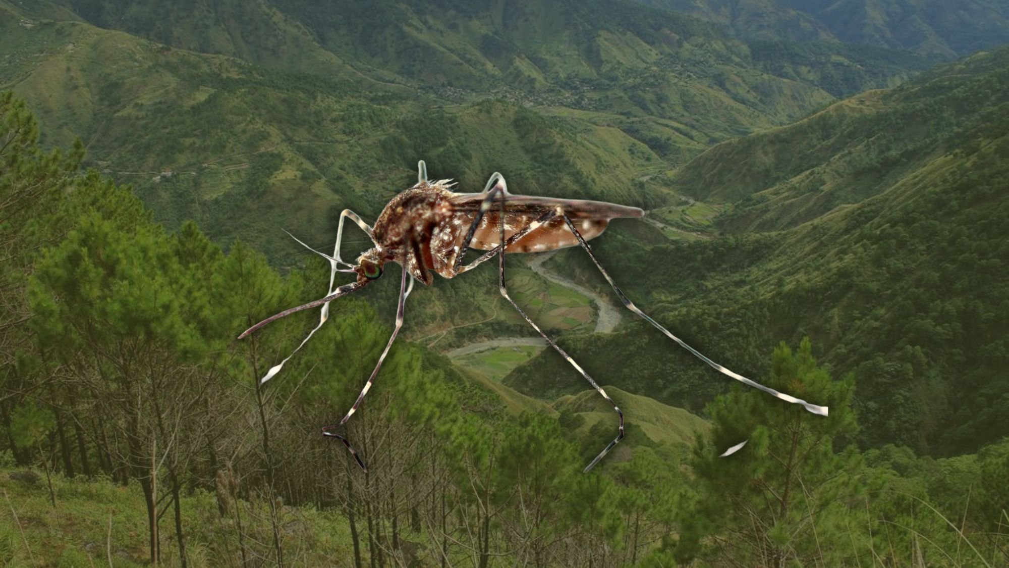 Dengue cases rise in Benguet 