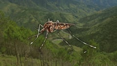 Dengue cases rise in Benguet 