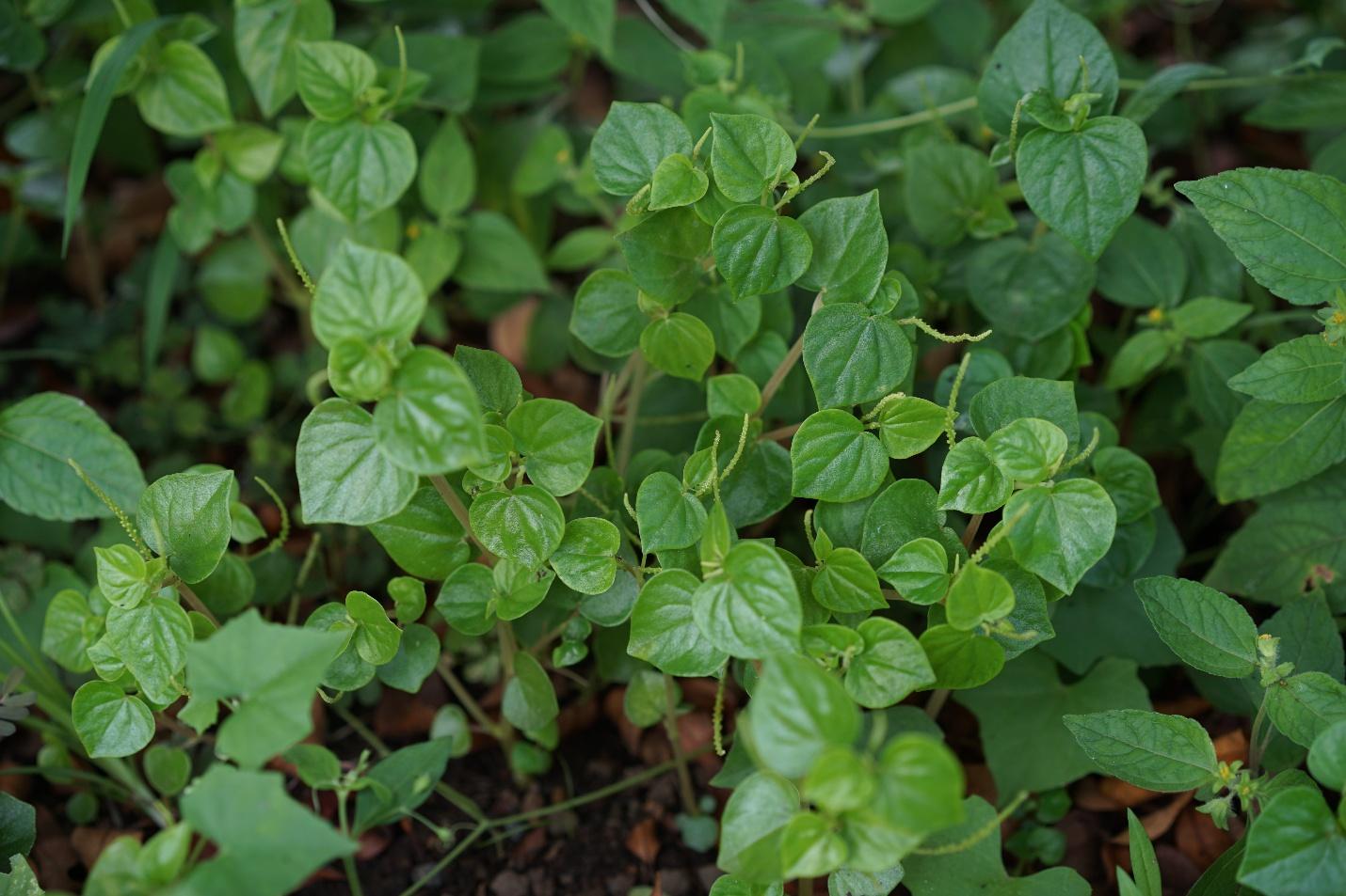 Filipino researchers develop herbal medicine for gout