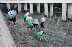 MORE Power pioneers mangrove planting in Iloilo Sunset Boulevard