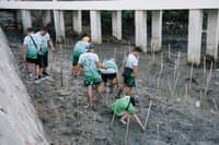 MORE Power pioneers mangrove planting in Iloilo Sunset Boulevard