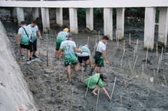 MORE Power pioneers mangrove planting in Iloilo Sunset Boulevard