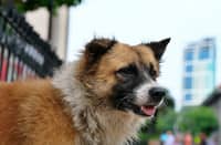 Rabies is preventable through timely vaccination of both pets and individuals who are exposed to the virus.