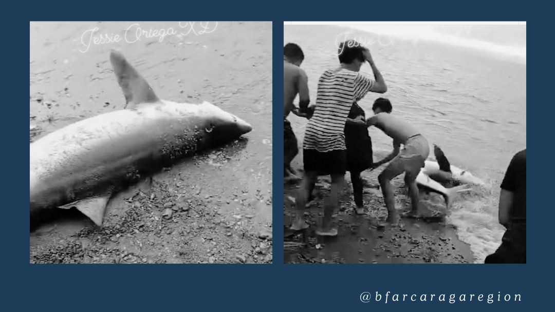 Killing of pregnant blue whale shark condemned