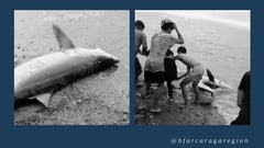 Killing of pregnant blue whale shark condemned