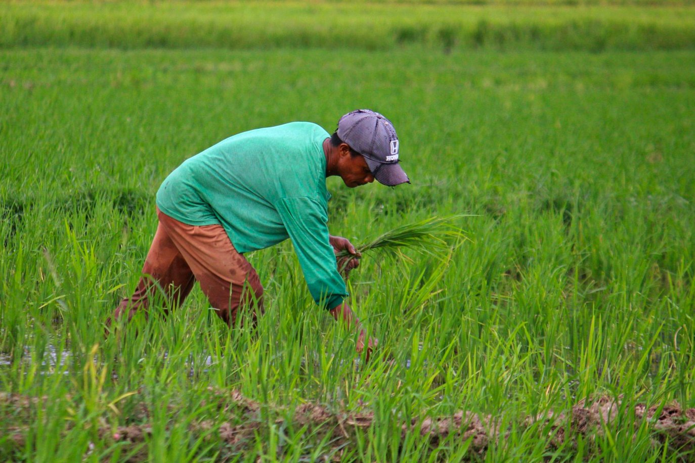DAR to distribute 2M hectares to agrarian reform beneficiaries