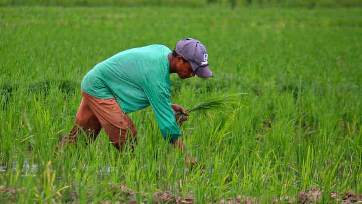 A rice farmer plants seedlings at his farm in Bagac, Bataan. The Department of Agrarian Reform and the World Bank recently discussed land tenure security for farmer-beneficiaries.