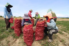 No onion importation during harvest urged