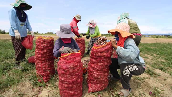 Farmers harvest onions at a farm in Bongabon on a Saturday.
