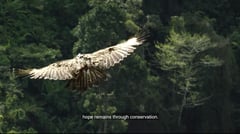 Three Philippine eagles brought to Leyte for reintroduction into the wild