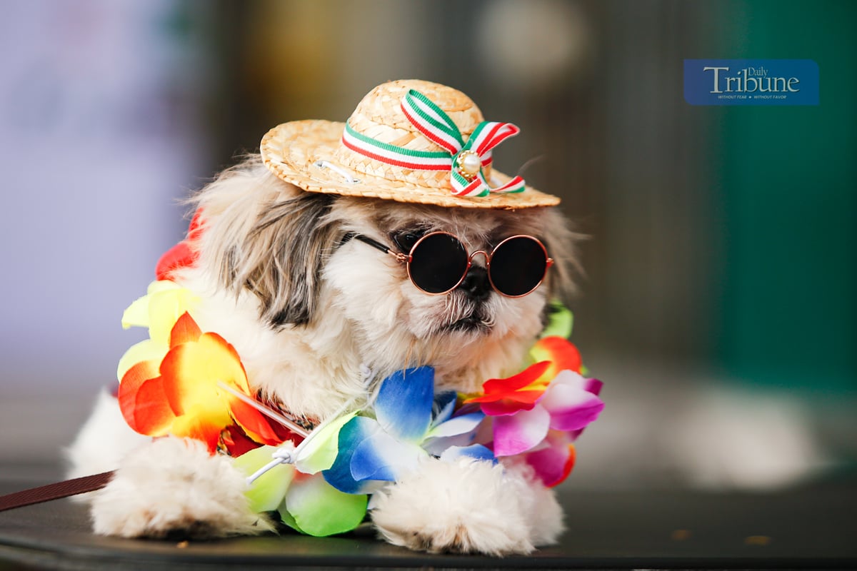 Summer Petstival 2025 features the most adorable dogs in costumes!