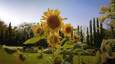 Sunflowers of hope: A testament to resilience