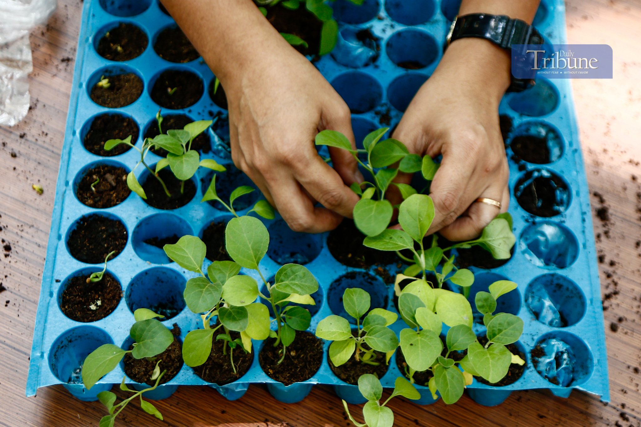 Government employees pick up free vegetable seeds and other planting materials at Quezon City's Joy of Urban Farming nursery on 25 March 2025. The city government is encouraging residents to grow organic vegetables in containers and mini-gardens.