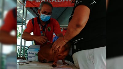 DoH raises rabies alarm as cases rise