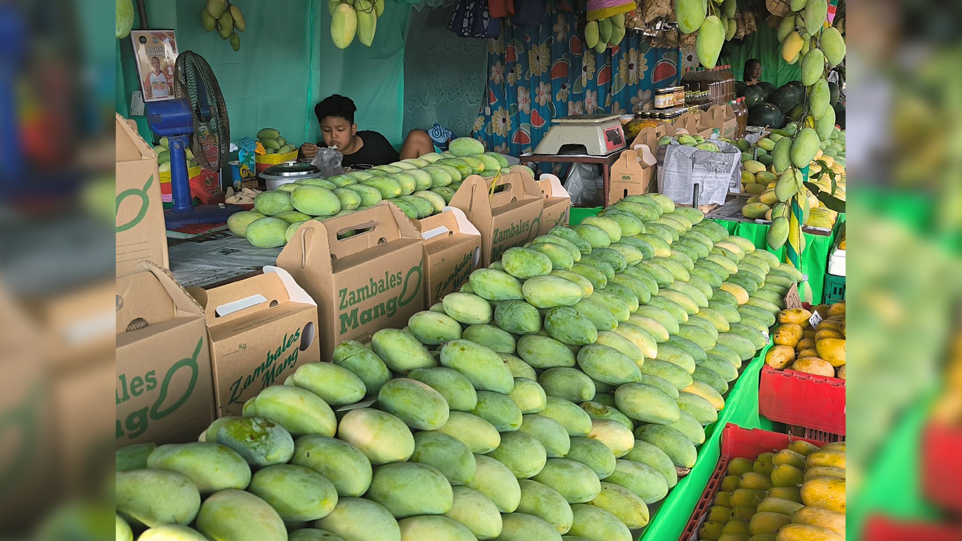 MANGO traders gear up for the upcoming Dinamulag Mango Festival slated this coming summer at the Capitol Town of Iba, Zambales.