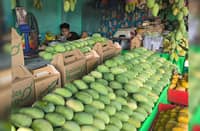 MANGO traders gear up for the upcoming Dinamulag Mango Festival slated this coming summer at the Capitol Town of Iba, Zambales.
