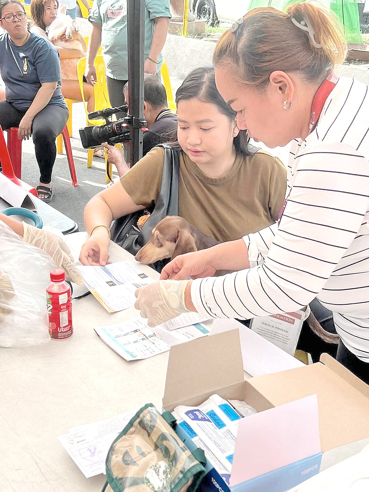 A DACHSUND being vaccinated and microchipped by the QC vet.