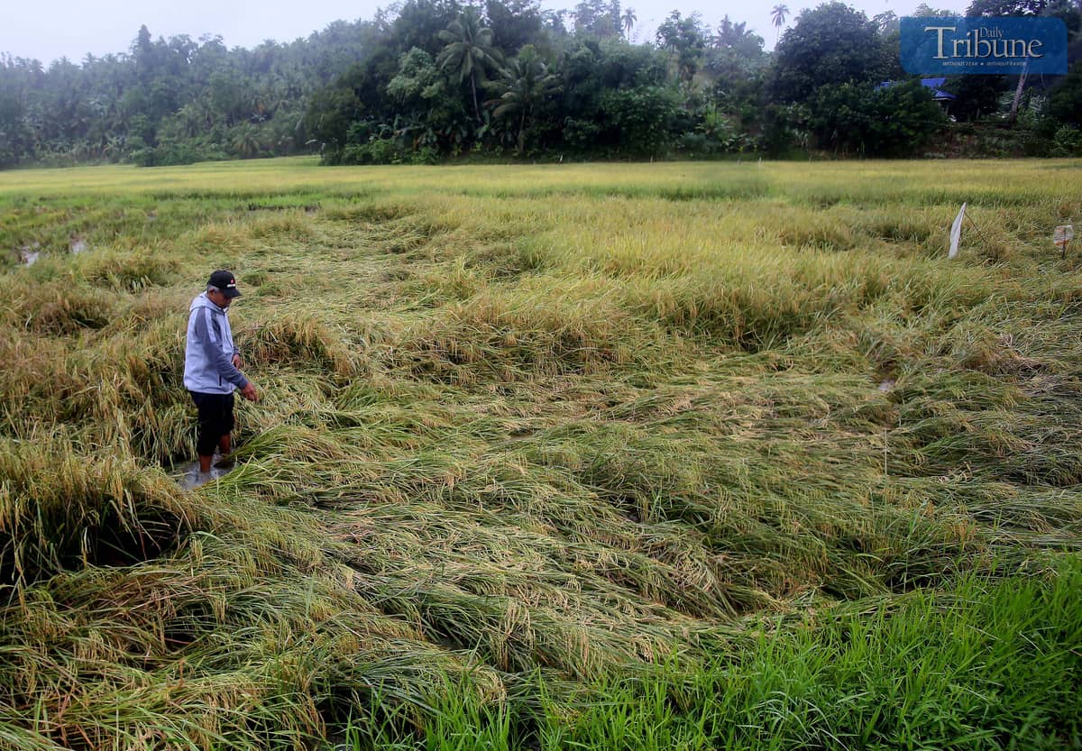 A farmer inspects the damage to his unhusked rice (palay) that fell due to continuous rain in Surigao del Norte on Thursday, 27 March 2025. The farmer said they sold the rice to buyers for only P15 per kilo. In a statement issued Wednesday, Agriculture Secretary Francisco Tiu Laurel Jr. announced that the MSRP for imported rice will be reduced to P45 per kilo from the current P49 per kilo, starting 31 March.