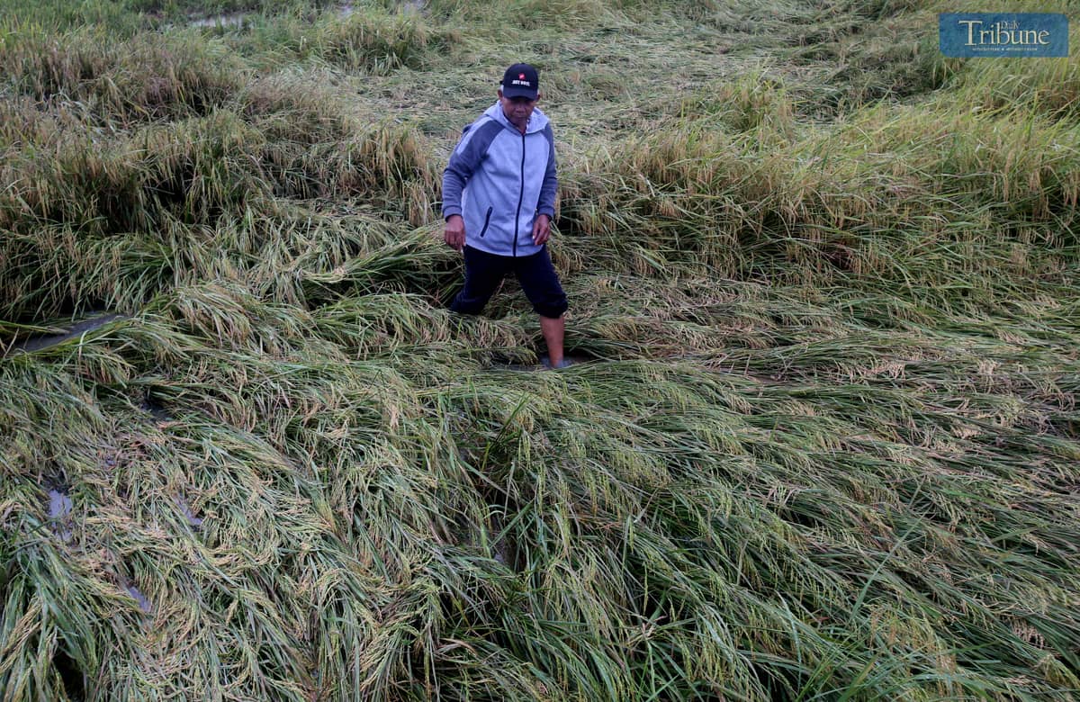 A farmer inspects the damage to his unhusked rice (palay) that fell due to continuous rain in Surigao del Norte on Thursday, 27 March 2025. The farmer said they sold the rice to buyers for only P15 per kilo. In a statement issued Wednesday, Agriculture Secretary Francisco Tiu Laurel Jr. announced that the MSRP for imported rice will be reduced to P45 per kilo from the current P49 per kilo, starting 31 March.