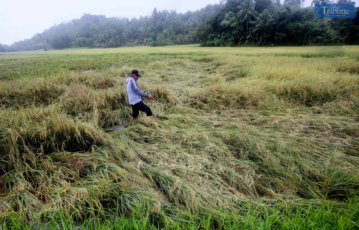 A farmer inspects the damage to his unhusked rice (palay) that fell due to continuous rain in Surigao del Norte on Thursday, 27 March 2025. The farmer said they sold the rice to buyers for only P15 per kilo. In a statement issued Wednesday, Agriculture Secretary Francisco Tiu Laurel Jr. announced that the MSRP for imported rice will be reduced to P45 per kilo from the current P49 per kilo, starting 31 March.