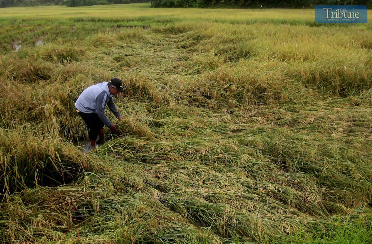 A farmer inspects the damage to his unhusked rice (palay) that fell due to continuous rain in Surigao del Norte on Thursday, 27 March 2025. The farmer said they sold the rice to buyers for only P15 per kilo. In a statement issued Wednesday, Agriculture Secretary Francisco Tiu Laurel Jr. announced that the MSRP for imported rice will be reduced to P45 per kilo from the current P49 per kilo, starting 31 March.